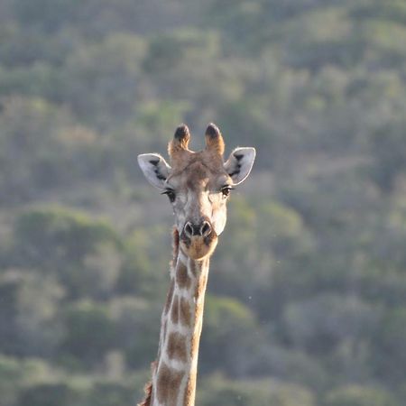 Addo Elephant Lodge & Safaris Kirkwood Buitenkant foto