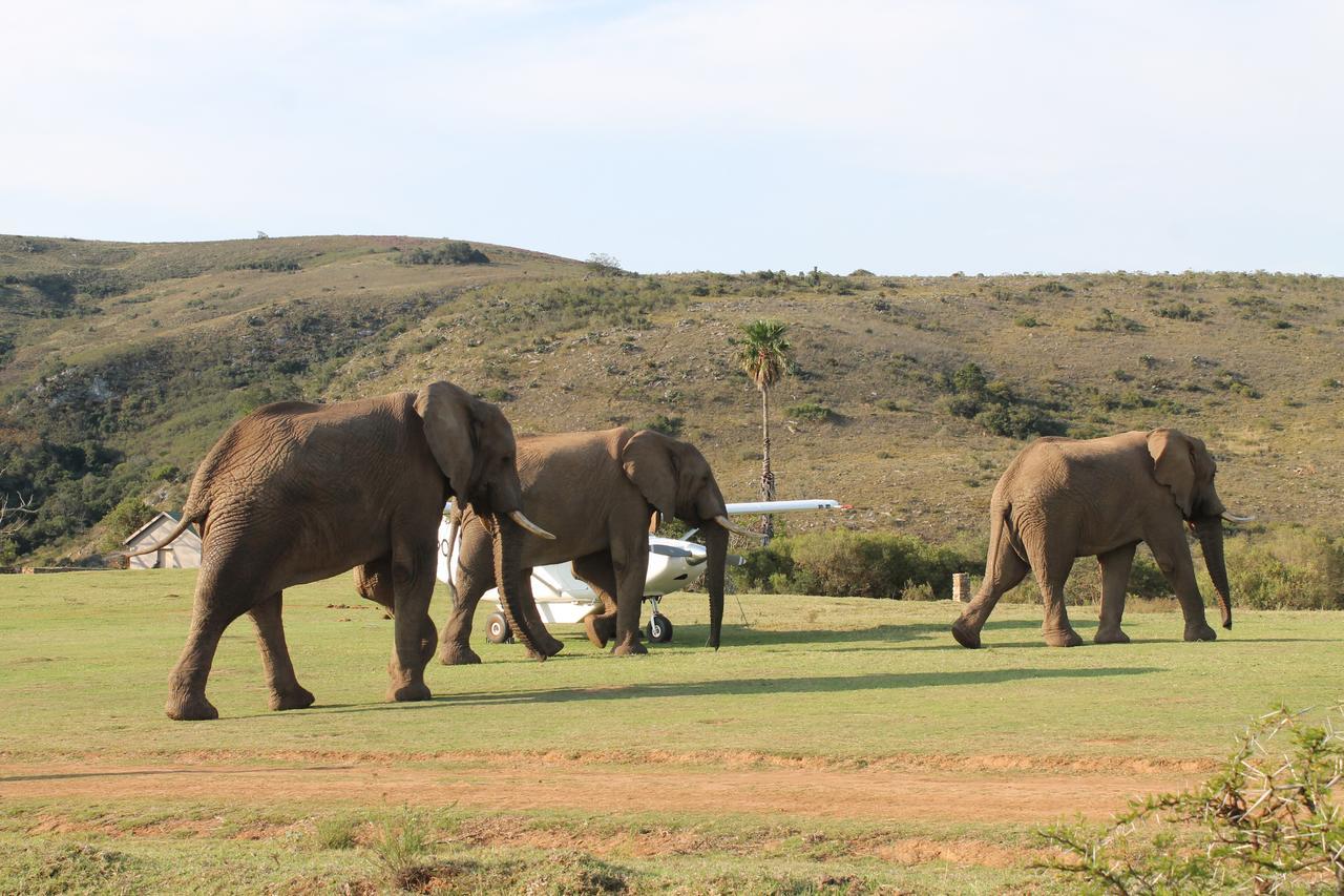 Addo Elephant Lodge & Safaris Kirkwood Buitenkant foto