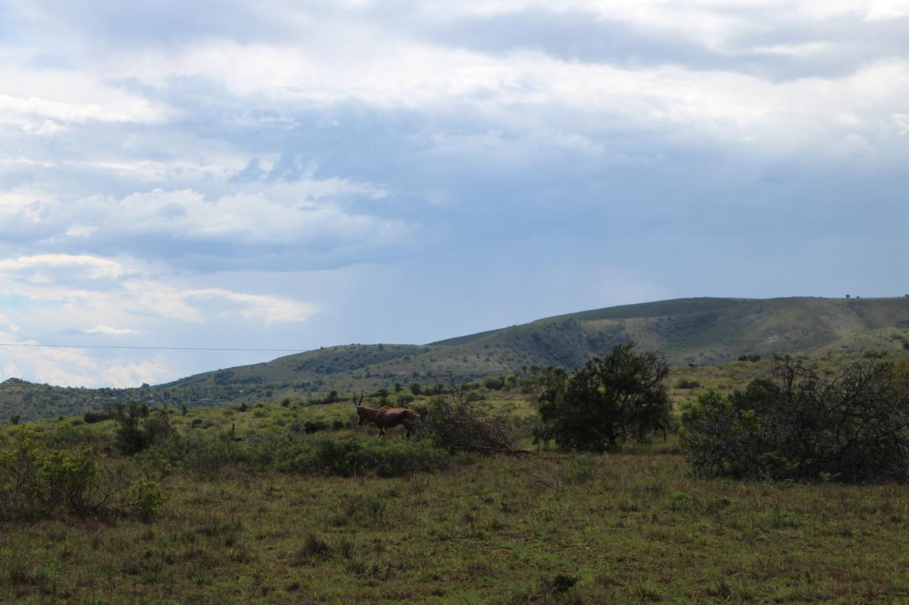 Addo Elephant Lodge & Safaris Kirkwood Buitenkant foto