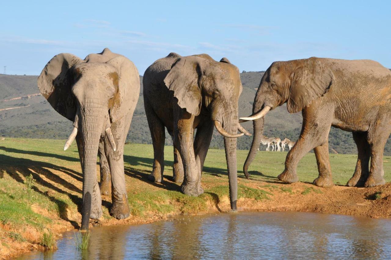 Addo Elephant Lodge & Safaris Kirkwood Buitenkant foto