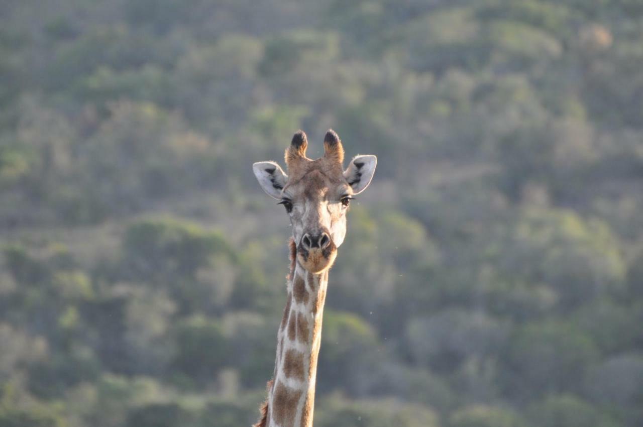 Addo Elephant Lodge & Safaris Kirkwood Buitenkant foto